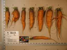 PI_502239_08ncei01_SD_RT_XX_2009-08-04_02.jpg