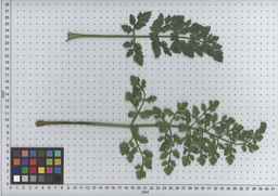 PI_502245_96ncab01_SD_PL_LV_2009-07-16_01.jpg