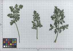 PI_502245_96ncab01_SD_PL_LV_2009-07-16_02.jpg