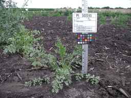 PI_502245_96ncab01_SD_PL_XX_2009-07-23_01.jpg