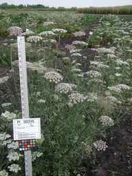 PI_502245_96ncab01_SD_PL_XX_2009-08-25_03.jpg