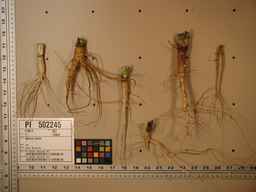 PI_502245_96ncab01_SD_RT_XX_2009-07-29_01.jpg