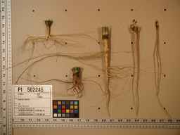 PI_502245_96ncab01_SD_RT_XX_2009-07-29_02.jpg