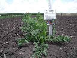 PI_502347_94ncai01_SD_PL_XX_2009-07-23_01.jpg