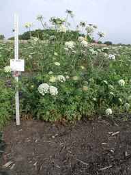 PI_502347_94ncai01_SD_PL_XX_2009-08-25_01.jpg