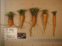PI_502347_94ncai01_SD_RT_XX_2009-08-04_01.jpg