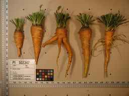PI_502347_94ncai01_SD_RT_XX_2009-08-04_02.jpg