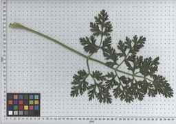 PI_502348_05ncab01_SD_PL_LV_2009-07-14_03.jpg