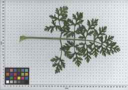 PI_502348_05ncab01_SD_PL_LV_2009-07-14_06.jpg