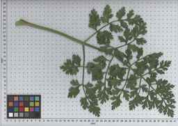 PI_502348_05ncab01_SD_PL_LV_2009-07-14_07.jpg