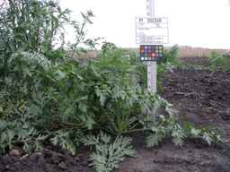 PI_502348_05ncab01_SD_PL_XX_2009-07-23_01.jpg