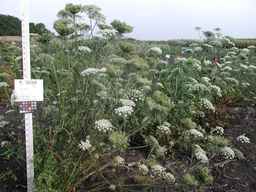 PI_502348_05ncab01_SD_PL_XX_2009-08-25_02.jpg