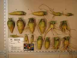 PI_502348_05ncab01_SD_RT_XX_2009-07-29_01.jpg