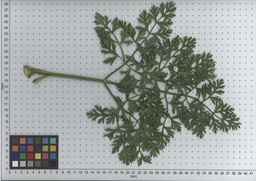 PI_502654_92ncai01_SD_PL_LV_2009-07-16_01.jpg