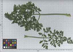 PI_502654_92ncai01_SD_PL_LV_2009-07-16_03.jpg