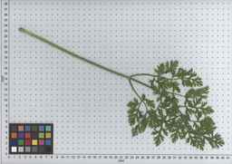 PI_502654_92ncai01_SD_PL_LV_2009-07-16_05.jpg