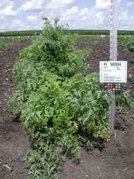 PI_502654_92ncai01_SD_PL_XX_2009-07-23_01.jpg