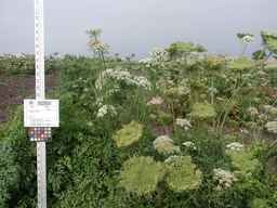 PI_502654_92ncai01_SD_PL_XX_2009-08-25_02.jpg