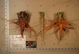PI_502654_92ncai01_SD_RT_XX_2009-07-29_03.jpg