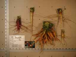 PI_502654_92ncai01_SD_RT_XX_2009-07-29_04.jpg