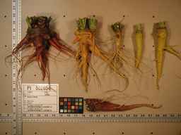 PI_502654_92ncai01_SD_RT_XX_2009-07-29_05.jpg