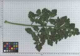 PI_502655_05ncab01_SD_PL_LV_2009-07-15_02.jpg