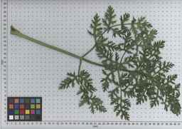 PI_502655_05ncab01_SD_PL_LV_2009-07-15_05.jpg