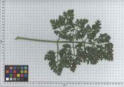 PI_502655_05ncab01_SD_PL_LV_2009-07-15_06.jpg