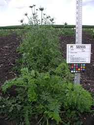 PI_502655_05ncab01_SD_PL_XX_2009-07-23_02.jpg