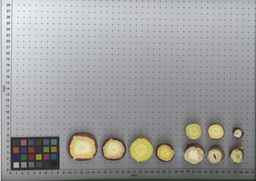 PI_502655_05ncab01_SD_RT_TS_2009-07-29_01.jpg