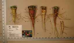 PI_502655_05ncab01_SD_RT_XX_2009-07-29_02.jpg