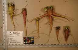 PI_502655_05ncab01_SD_RT_XX_2009-07-29_03.jpg