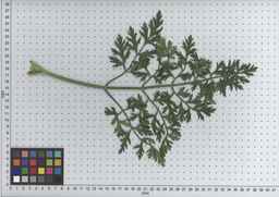 PI_502656_96ncab01_SD_PL_LV_2009-07-14_05.jpg