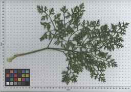 PI_502656_96ncab01_SD_PL_LV_2009-07-14_06.jpg
