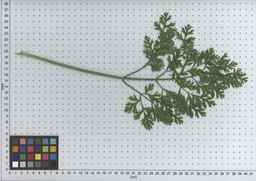 PI_502656_96ncab01_SD_PL_LV_2009-07-14_08.jpg