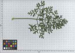 PI_502656_96ncab01_SD_PL_LV_2009-07-14_09.jpg