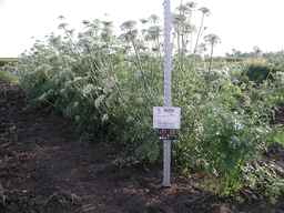 PI_502656_96ncab01_SD_PL_XX_2009-08-05_01.jpg