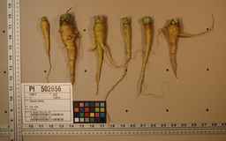 PI_502656_96ncab01_SD_RT_XX_2009-07-29_01.jpg