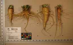 PI_502656_96ncab01_SD_RT_XX_2009-07-29_02.jpg