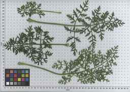 PI_502913_96ncab01_SD_PL_LV_2009-07-15_04.jpg