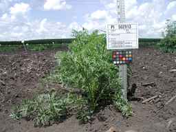 PI_502913_96ncab01_SD_PL_XX_2009-07-23_01.jpg