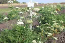 PI_502913_96ncab01_SD_PL_XX_2009-09-11_01.jpg