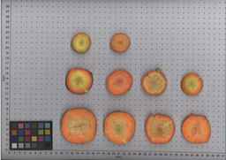 PI_502913_96ncab01_SD_RT_TS_2009-08-04_01.jpg