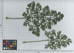 PI_502914_05ncai01_SD_PL_LV_2009-07-14_02.jpg