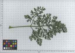PI_502914_05ncai01_SD_PL_LV_2009-07-14_05.jpg