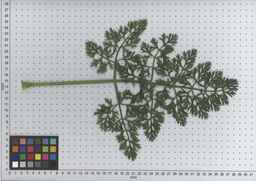 PI_502914_05ncai01_SD_PL_LV_2009-07-14_08.jpg
