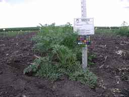 PI_502914_05ncai01_SD_PL_XX_2009-07-23_02.jpg