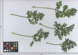 PI_502915_96ncab01_SD_PL_LV_2009-07-16_01.jpg
