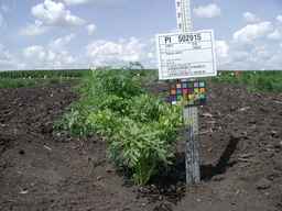 PI_502915_96ncab01_SD_PL_XX_2009-07-23_01.jpg
