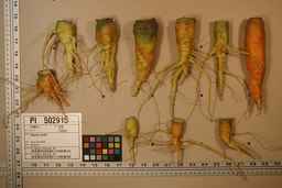 PI_502915_96ncab01_SD_RT_XX_2009-08-06_01.jpg